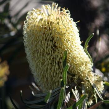 <b>6320 Banksia marginata, Silver banksia, Proteaceae, native flower, Apollo Bay, GORd, Victoria, 26th Oct'09 Kate/Sydney</b>