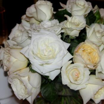 9242  roses on the tables, marquee, Sydney Opera House, Apr'09 Kate/Sydney