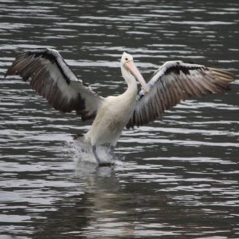 <b>7408 pelican touch down Australian Pelican Pelecanus conspicillatus, HR, 14th Mar'09 Kate/Sydney</b>