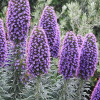 7015  Echium fastuosum, Pride of Madiera, Tower of Jewels, Snake's Head Bugloss, Boraginaceae,  weed, Peterborough, GORd, Vic, 28th Oct'09, Kate/Sydney