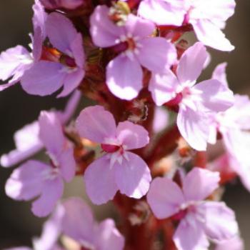 <b>6799 Stylidium graminifolium, Grass trigger plant, Stylidiaceae, native flower, GORd, Vic, 27th Oct'09, Kate/Sydney</b>