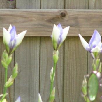 <b>Iris getting ready to bloom Sue/OK</b>