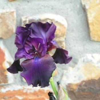 Dark Purple or Black Iris  Sue/OK