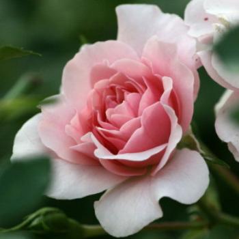 <b>9637 Maureen's rose, Dubbo,NSW, 9th Apr'09, Kate/Sydney</b>