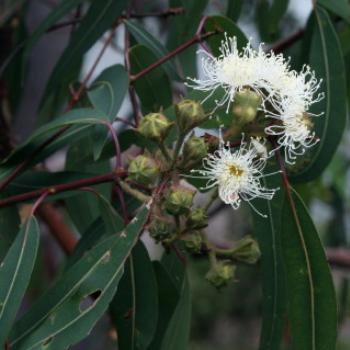 3167  Angophora costata, Smooth-barked Apple, Sydney Red Gum, Kajimbourra, Myrtaceae, Hawkesbury R, 18th Nov'10, Kate/Sydney