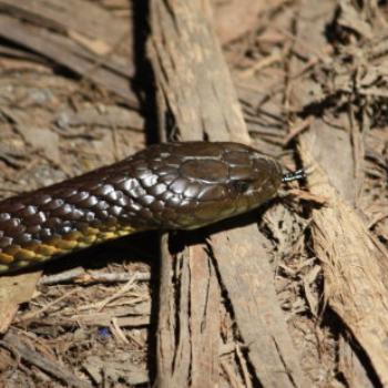 <b>6127 brown banded snake, GORd, Victoria, 25th Oct09 Kate/Sydney</b>