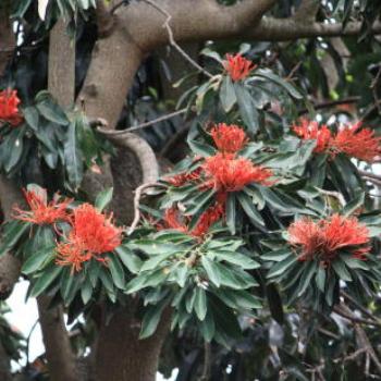 1927  Alloxylon flammeum, Tree Waratah, Proteaceae, Sydney Botanic Gardens, Kate/Sydney 