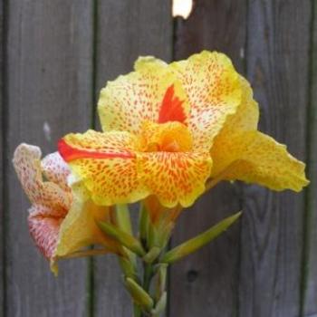 <b>Orange Delight Canna Lily   Sue/OK</b>