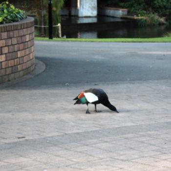 3791  drake,  Putangitangi, the paradise shelduck, Tadorna variegata Anatidae Anseriformes, aka Pari, paradise duck, Casarca variegata, Christchurch, NZ 19th March'10 - 10 months before it was severly damaged by an earthquake, Kate/Sydney