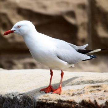 <b>2404 inquisitive seagull, Fort Denison, Island Hopping,11th Oct09, Kate/Sydney</b>