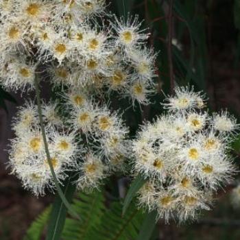 <b>3169 Angophora costata, Smooth-barked Apple, Sydney Red Gum, Kajimbourra, Myrtaceae, Hawkesbury R, 18th Nov'10, Kate/Sydney</b>