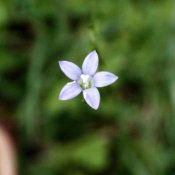 <b>3154 Wahlenbergia communis, Native Bluebell, Campanulaceae, 5-6mm, Hawkesbury R, 18th Nov'10, Kate/Sydney</b>