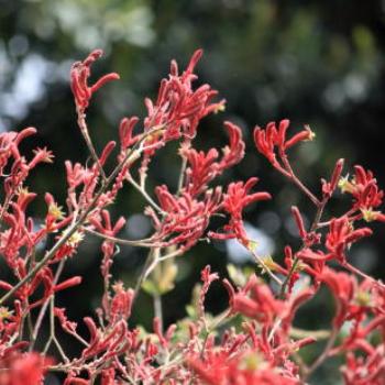 <b>2202 Anigozanthos flavidus, Kangaroo Paw, Haemodoraceae, Sydney Botanic Gardens, Oct'09, Kate/Sydney </b>