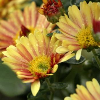 <b>9641 Maureen's daisies, Dubbo,NSW, 9th Apr'09, Kate/Sydney</b>