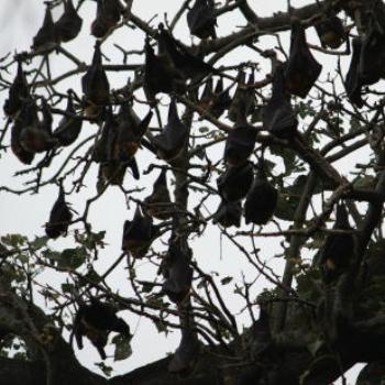 <b>1928 scores of Grey-headed Flying-foxes, Pteropus poliocephalus, Pteropidae, Sydney Botanic Gardens, Oct'09, Kate/Sydney </b>