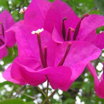 bougainvillea adds a bright note in my backyard