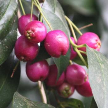 <b>9625 Lilly-Pilly fruits, Dubbo,NSW, 9th Apr'09, Kate/Sydney</b>