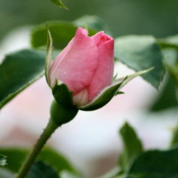 9647  Maureen's rose bud, Dubbo,NSW, 9th Apr'09, Kate/Sydney