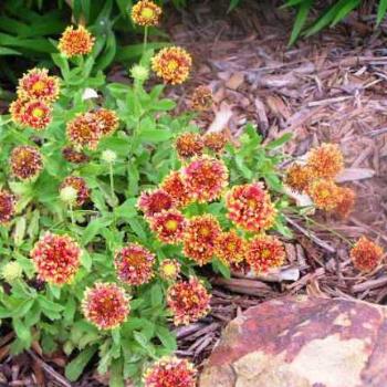 Blanket Flower     Sue/OK