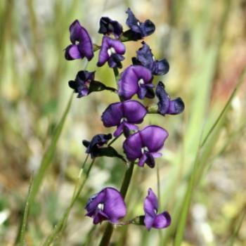 5956  Native pea flower, Hardenbergia violacea, Fabaceae subfamily Faboideae, Anglesea Beach, Victoria, 25th Oct09 Kate/Sydney 