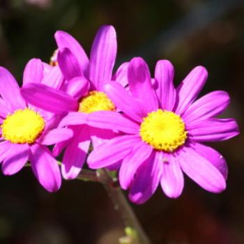 <b>5952 coastal daisies, Anglesea Beach, Victoria, 25th Oct09 Kate/Sydney </b>