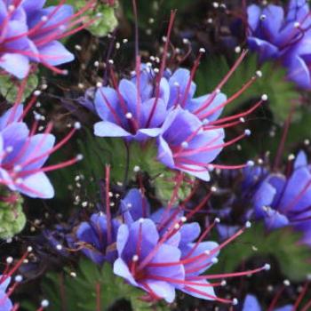 <b>7020 Echium fastuosum, Pride of Madiera, Tower of Jewels, Snake's Head Bugloss, Boraginaceae, weed, Peterborough, GORd, Vic, 28th Oct'09, Kate/Sydney</b>