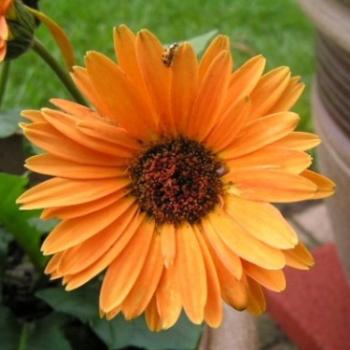 <b>Orange Gerber Daisy  Sue/OK</b>