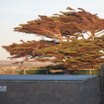 7011  wind blown coastal pine, Peterborough, GORd, Vic, 27th Oct'09, Kate/Sydney