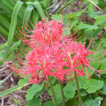 Nerine Lily   Sue/OK