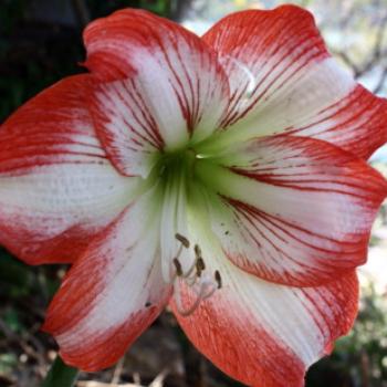 1881  Hippeastrum amaryllis, Barbadoes Lily, Giant Amaryllis,Fire Lily, Royal Dutch Amaryllis, Amaryllidaceae, Hawkesbury River Oct'10, Kate/Sydney