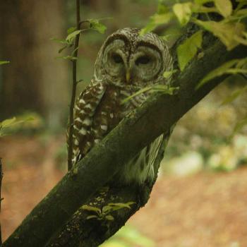 Barred owl that visited us