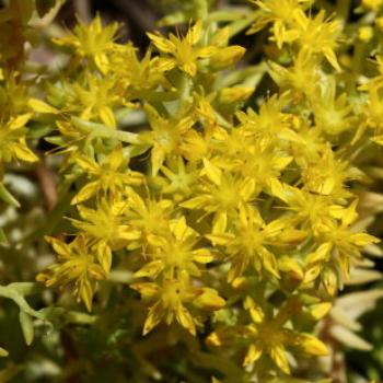 <b>1878 Sedum sp, Crassulaceae, succulent, Hawkesbury River Oct'10, Kate/Sydney</b>