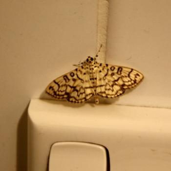 <b>3055 pretty moth in my bathroom, Sydney, 2nd March'09 Kate/Sydney</b>