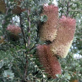 <b>7572 Banksia praemorsa, Cut-leaf banksia, Proteaceae, Botanic Gardens, Ballarat, Vic, 29th Oct'09, Kate/Sydney </b>