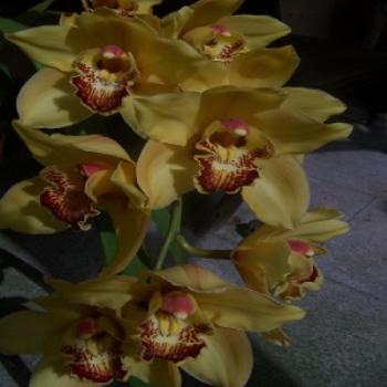 Orchids