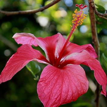 <b>1465 Hibiscus, Rose of China, Hibiscus rosa-sinensis, Malvaceae, Sydney, 16th Dec'08 Kate/Sydney</b>