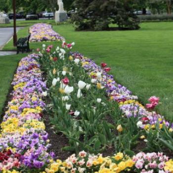 <b>7644 tulips & pansies, Botanic Gardens, Ballarat, Vic, 29th Oct'09, Kate/Sydney </b>