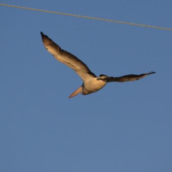 <b>8652 Pelican flying over the boat ramp, Hawkesbury River, 16th Aug'09, Kate/Sydney</b>