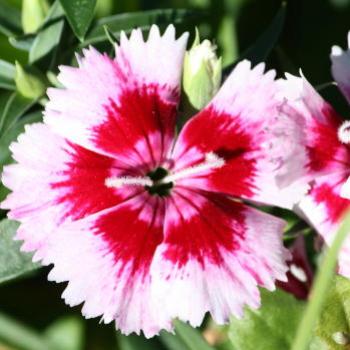 <b>6551 Dianthus, Hawkesbury R, 1st Aug'09, Kate/Sydney</b>