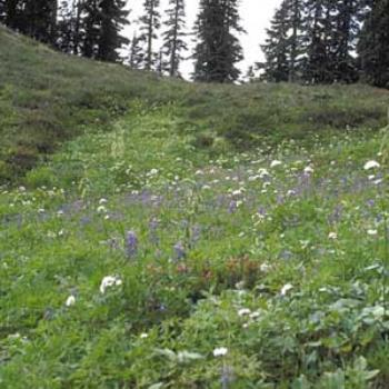 <b>Meadows, above Hannegan Pass, Cascades</b>