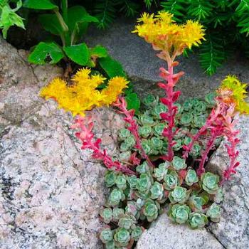 <b>yellow succulent on rocks</b>