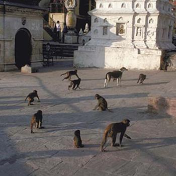 Monkeys and dog, Kathmandu