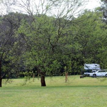 9761  Spring growth, Lane Cove National Park, West Chatswood, NSW, 1st Sept'09, Kate/Sydney