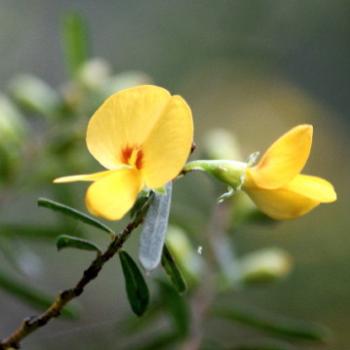 <b>9716 Pultenaea flexilis, Graceful Bush Pea, Fabaceae, native flower, Lane Cove National Park, West Chatswood, NSW, 1st Sept'09, Kate/Sydney</b>