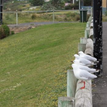 <b>7289 fence sitters, Port Fairy, GORd, Vic, 28th Oct'09 Kate/Sydney</b>