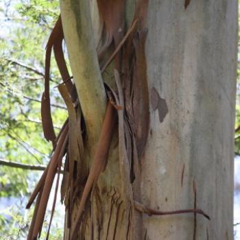 3570  stringy bark, Lane Cove Nat Pk, Sydney, 5th Oct'09, Kate/Sydney