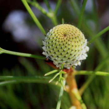 0526  Isopogon anethifolius, Narrow-leafed Drumsticks, Proteaceae, native flowers, Muogamarra Nature Reserve, Hawkesbury R, NSW, 12th Sepr'09, Kate/Sydney