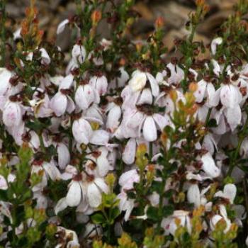 <b>7586 Tetratheca ciliata, Tremandraceae, Botanic Gardens, Ballarat, Vic, 29th Oct'09, Kate/Sydney </b>