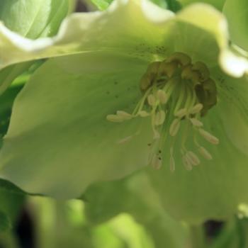 <b>8963 hellebore, 'Wychwood', Mt Wilson, Blue Mountains, 31st July'10 Kate/Sydney</b>