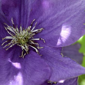 <b>4693 aging clematis flower, my sister's garden, Lake Hayes area, near Queenstown, Sth Is NZ, 21st Mar'10, Kate/Sydney </b>